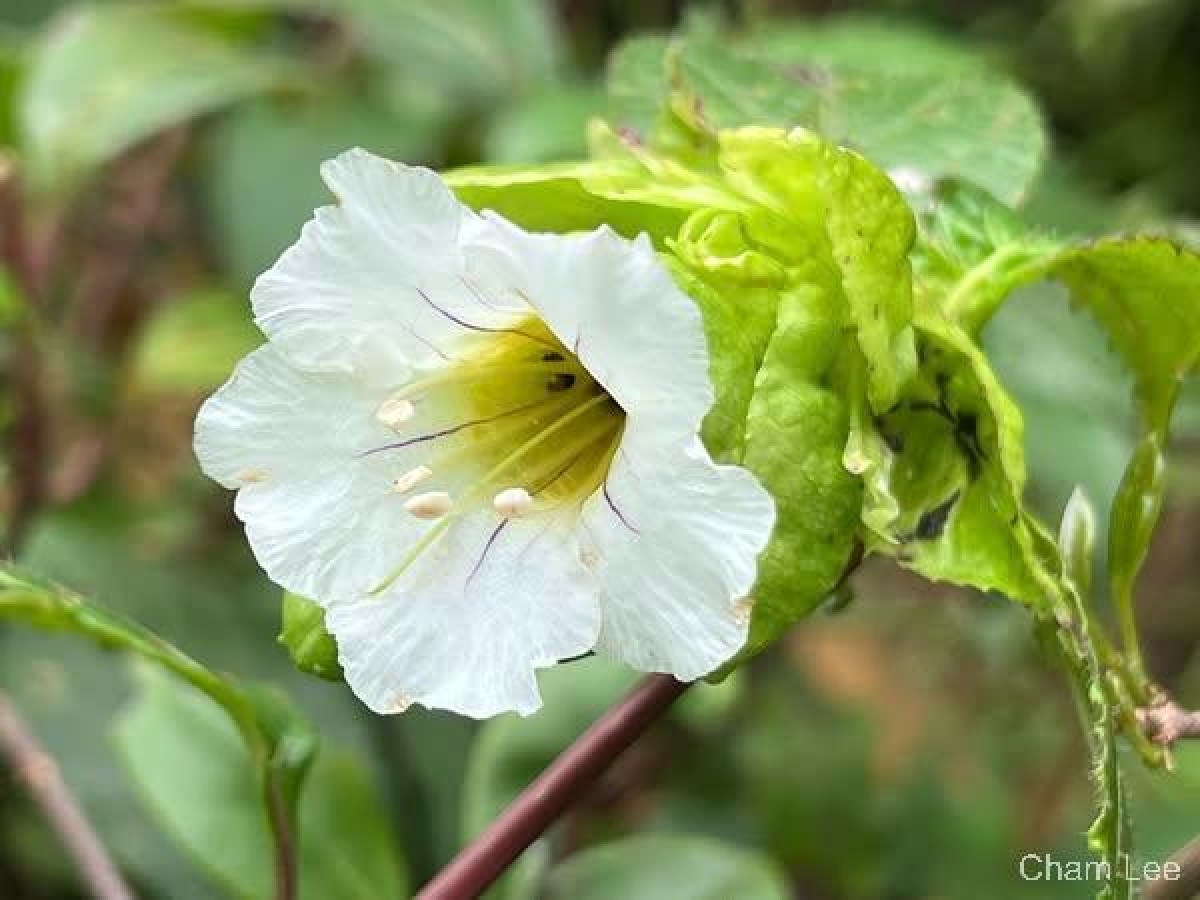 Strobilanthes hookeri Nees